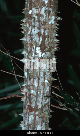 Dornen auf einem Baumstamm Canguçu Research Center Tocantins-Brasilien Stockfoto