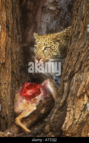 Leopard mit Beute in Gabel Baum Stockfoto