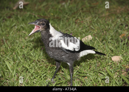 Junge australische Elster, Gymnorhina tibicen. Coffs Harbour, NSW, Australien. Schnabel offen und bettelt um Nahrung Stockfoto