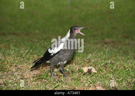 Junge australische Elster, Gymnorhina tibicen. Coffs Harbour, NSW, Australien. Schnabel offen und bettelt um Nahrung Stockfoto