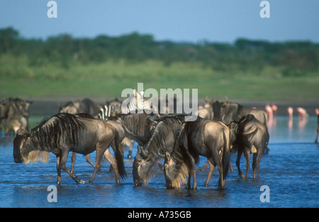 Wanderung der Gnus nehmen einen Drink, während in einem blauen See stehen Stockfoto