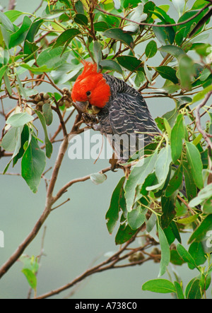 Bande Bande Kakadu Callocephalon Fimbriatum männlichen Fütterung in Eukalyptus Baum Wilsons Promontory National Park Victoria Aust Stockfoto