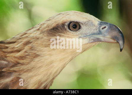 White-bellied Seeadler Haliaeetus Leucogaster unreifen Australien gefangen Stockfoto