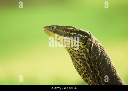 Wasser-Monitor Varanus Mertensi mit Zecken auf seinem Hals Nordaustralien wild Stockfoto