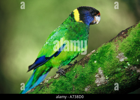 Western Ringneck Port Lincoln Papagei achtundzwanzig Papagei Barnardius Zonarius Warren Nationalparks Western Australia Stockfoto