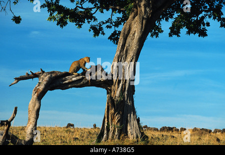 Leopard (Panthera Pardus), Männlich, liegend mit getöteten Gnu auf Baum, Kenia, Masai Mara Stockfoto