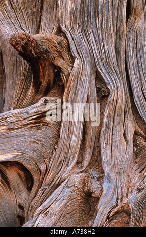 Utah-Wacholder (Juniperus Osteosperma), Detail von der Rinde, USA, Utah, Death Horse State Park Stockfoto