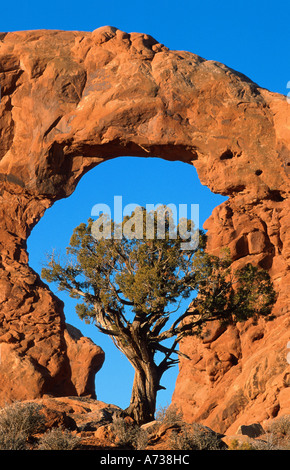 Aleppo-Kiefer (Pinus Halepensis), knorrigen Baum gegen blauen Himmel, USA, Utah, Arches NP Stockfoto