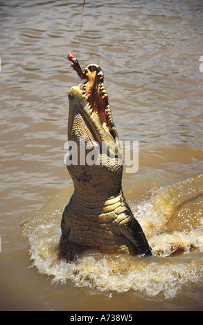 Salzwasser-Krokodil, Leistenkrokodil (Crocodylus Porosus), während der Fütterung, springen aus dem Wasser, Australien, nördlichen Revier Stockfoto