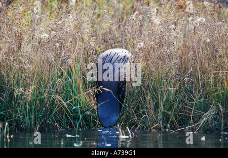 Nordamerikanische Biber, kanadische Biber (Castor Canadensis), zu Fuß auf Land, hintere Ansicht, USA, Wyoming, Grand Teton NP Stockfoto