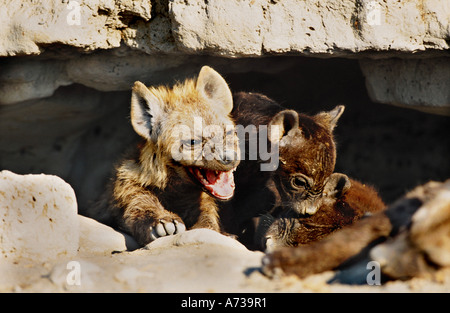 Hyänen (Crocuta Crocuta), entdeckt seine jungen vor der Höhle, Tansania Stockfoto
