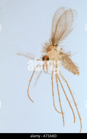 Weibliche Sandfly Phlebotomus Spp Diptera Psychodidae Vektor der Eckzahn menschlichen Leishmaniose im Mittelmeerraum Folie Stockfoto