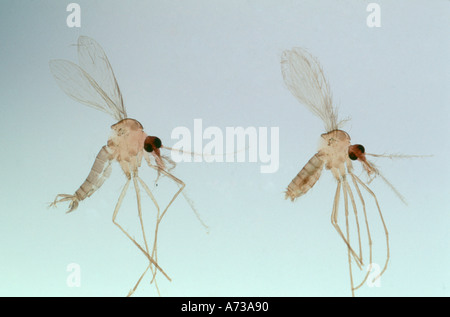 Männlich weiblich Sandfly Phlebotomus Spp Diptera Psychodidae Vektor der Eckzahn menschlichen Leishmaniose im Mittelmeerraum Folie Stockfoto