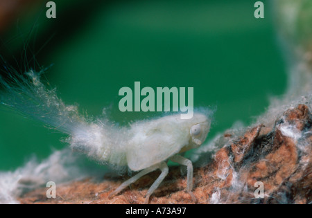 Citrus Flatid Planthopper (Metcalfa Pruinosa) Stockfoto