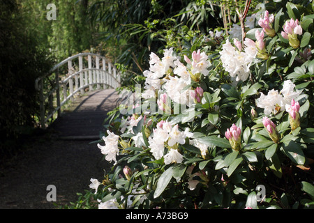 weiß blühenden Rhododendron (Rhododendron Albiflorum), blühenden Strauch vor Holzbrücke Stockfoto