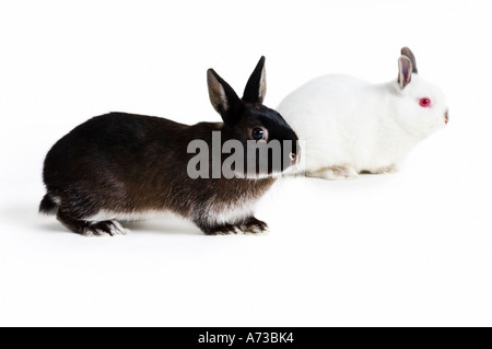 Studio Aufnahme drei Kaninchen drei Hasen Stockfoto