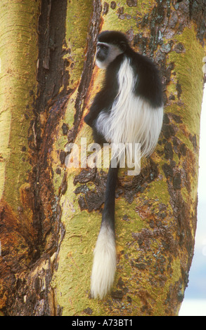 Colobus Affen auf gelbem bellte Acacia Baumstamm Stockfoto