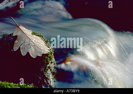 Ein Eichenblatt mit Wassertropfen, Deutschland, Baden-Württemberg, Odenwald Stockfoto