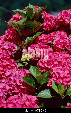 Garten Hortensie, Spitze Kappe Hortensie (Hydrangea Macrophylla), Europa Stockfoto