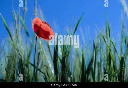 gemeinsamen Mohn, Klatschmohn, roter Mohn (Papaver Rhoeas), eine einzelne Blume vor Gerstenfeld, Deutschland, Baden-Württemberg, Ne Stockfoto