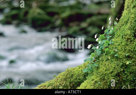 Holz-Sauerampfer, Sauerklee, Irisches Kleeblatt (Oxalis Acetosella), auf einem bemoosten Stamm, Deutschland, Baden-Württemberg, Holderbach Stockfoto