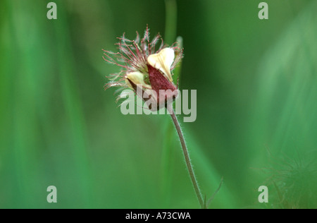 Purple Avens, Wasser Avens (Geum Rivale), Blume des Jahres 2007, Deutschland, Brandenburg Stockfoto