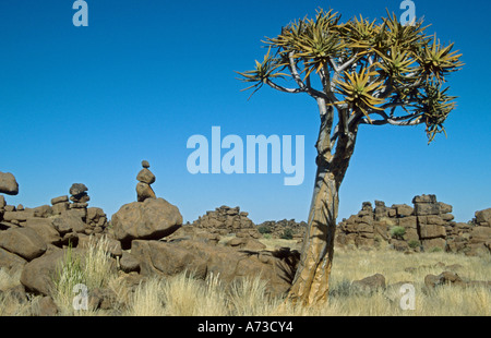 Kokerboom, Quivertree (Aloe Dichotoma), umgeben von zahlreichen verwitterten Steinen, Namibia, Riesen Spielplatz, Keetmanshoop Stockfoto