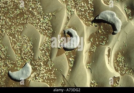 Camel Thorn, Giraffe Thorn (Acacia Erioloba), Muster der Früchte und Blätter in der Wüste, Sossusvlei, Namibia, Namibwueste Stockfoto