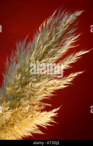 Pampasgras Saatgut Kopf vor rotem Hintergrund Stockfoto