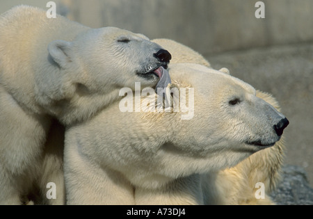 Eisbär (Ursus Maritimus), leckt Weibchen das Männchen Ohr, der Welt größte Bär und Fleischfresser Stockfoto