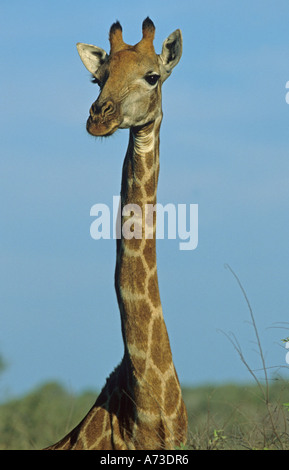 Kap-Giraffe (Giraffa Giraffe Giraffa), Porträt, Mpumalanga, Südafrika, Krüger-Nationalpark Stockfoto