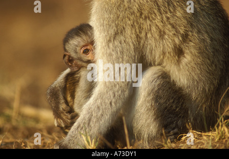 Baby Vervet Affen in armen Mütter Stockfoto