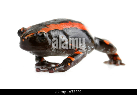 Südafrikanische Schlange-Hals Frosch, südafrikanischen Schlange Hals Frosch (Phrynomantis Bifasciatus, Phrynomerus Bifasciatus), laufen Stockfoto