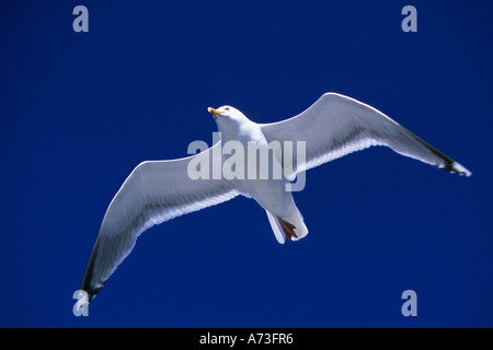 Silbermöwe (Larus Argentatus), Norwegen, Lofoten Stockfoto