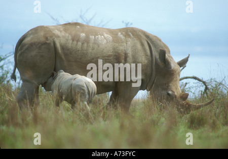 Weiblicher weißer Rhinoceros mit Kalb Spanferkel Stockfoto