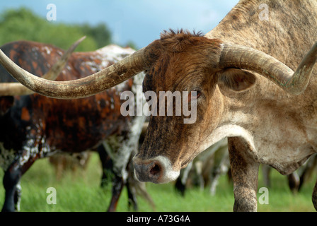 Longhorn Kuh stehend auf dem Rasen Stockfoto