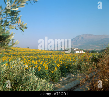 Feld von Sonnenblumen (Helianthus Annuus), Andalusien, Spanien Stockfoto