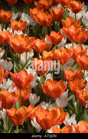 Tulipa Kaufmanniana LIEBT LIED rote Tulpen und weiße Krokusblüten in den Gärten des Keukenhof, Lisse, Holland. Schöne Frühlingsblumengartenausstellung. Stockfoto