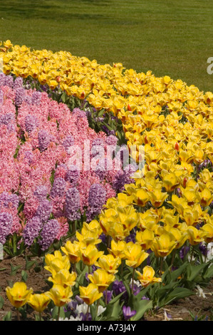Rosafarbene Hyazinthe (Hyacinthus orientalis) und gelbe Tulpen in Reihen in den Gärten von Keukenhof, Lisse, Holland. Lebendige Frühlingsblumenbettanzeige. Stockfoto