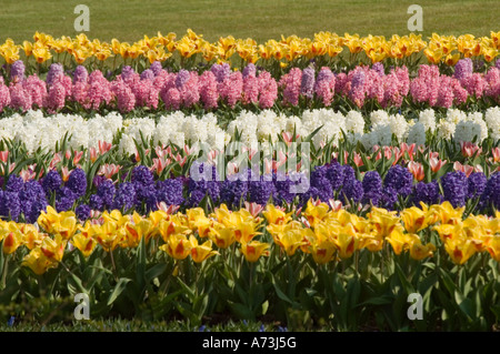 Reihen rosa, weißer und blauer Hyacinth (Hyacinthus orientalis) und gelbe Tulpen blühen in den Gärten von Keukenhof, Lisse, Holland. Stockfoto