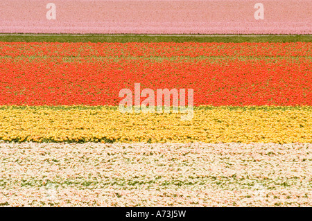 Leuchtende horizontale Muster von hellen Tulpenfeldern in der Nähe von Keukenhof, Lisse, Holland, mit Reihen rosa, roter, gelber und weißer Blumen. Stockfoto