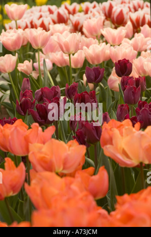 Leuchtendes Rosa, Rot, Violett und weiß, die Triumph Tulipa blüht in den Gärten von Keukenhof in Lisse, Holland. Stockfoto