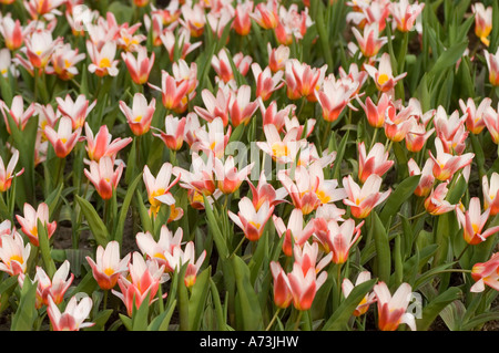 Lebendige Single Tulpe Tulipa MAUREEN blüht in einem Frühlingsgarten mit zweifarbigen roten und weißen Blüten mit gelben Mittelpunkten. Stockfoto