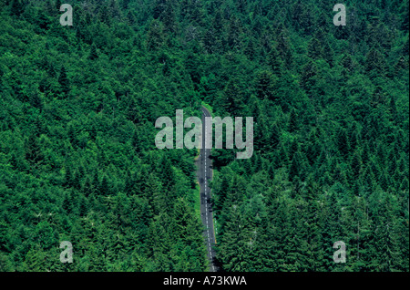 road crossing a deep forest Stockfoto