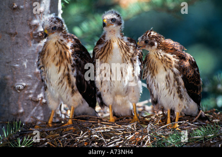 Drei Cooper s Hawk Jungvögel im nest Stockfoto