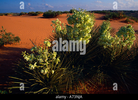 Blühende Torrey Yucca in Wüste Stockfoto