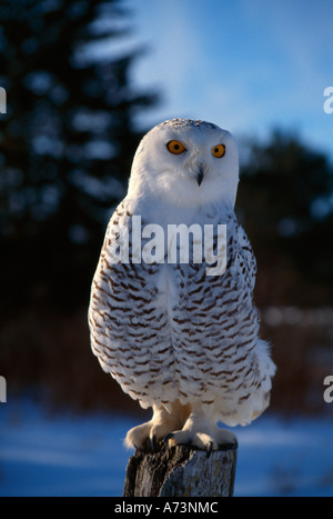 Snowy Eule auf Baumstumpf Stockfoto