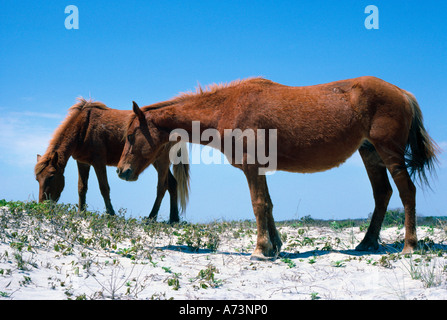 Zwei wild Chincoteague Ponys Stockfoto