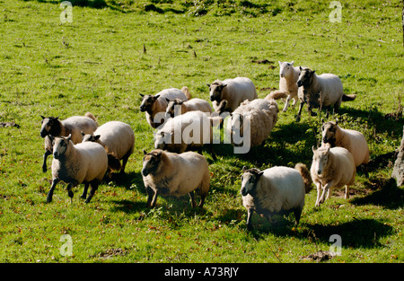 Badger Gesicht Welsh Mountain Schafe biodynamische Biobauernhof Cwmyoy Monmouthshire South Wales Stockfoto