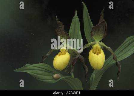Michigan zwei Blüten gelbe Dame Pantoffeln (Cypripedium Calceolus, Pubescens). Stockfoto
